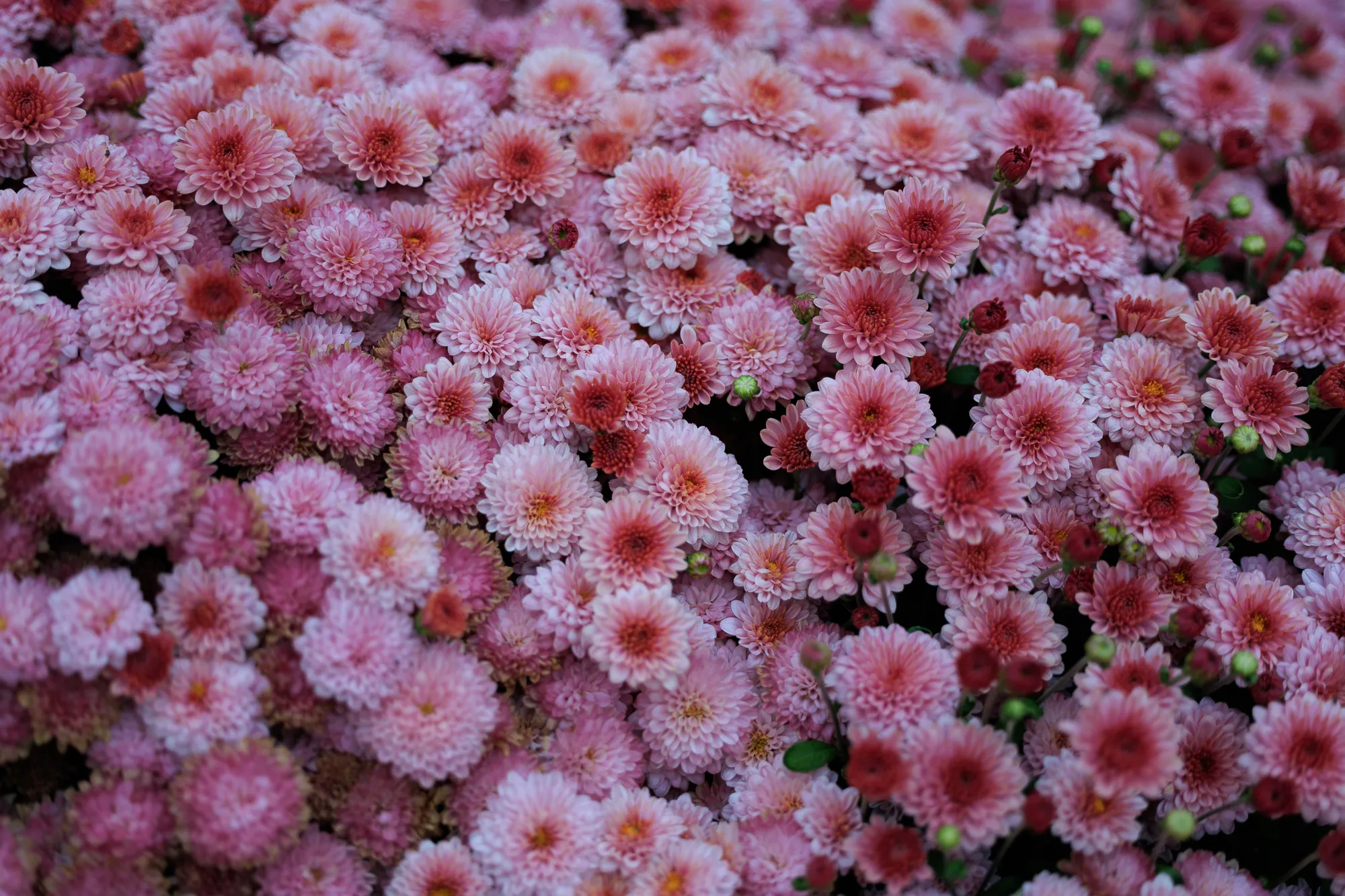 Residential edges with community planting — Hedehusene